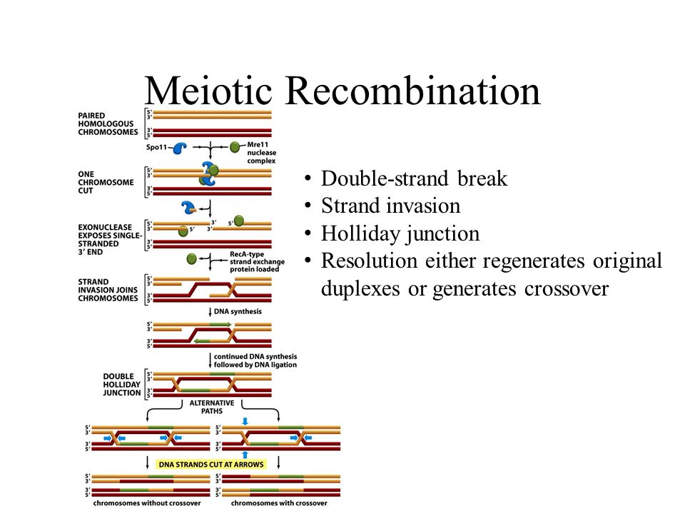 Homologous Recombination Meiosis